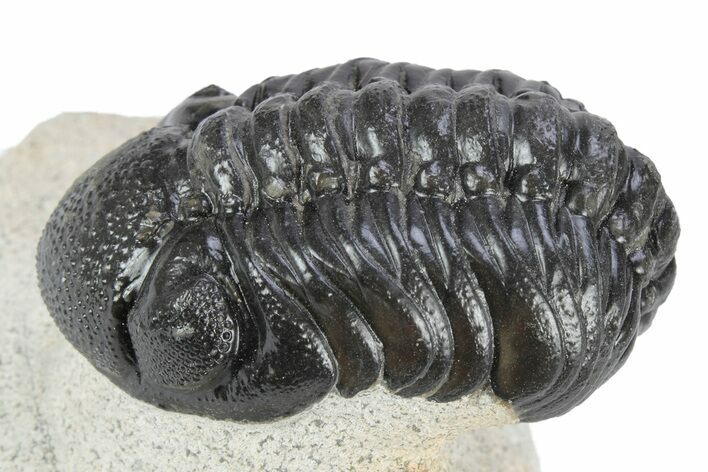 Detailed Austerops Trilobite - Ofaten, Morocco #340922